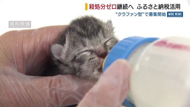 犬猫の殺処分ゼロ継続へ ふるさと納税を活用 “クラファン型”で募集開始 ボランティアなど支援へ 山梨（YBS山梨放送）