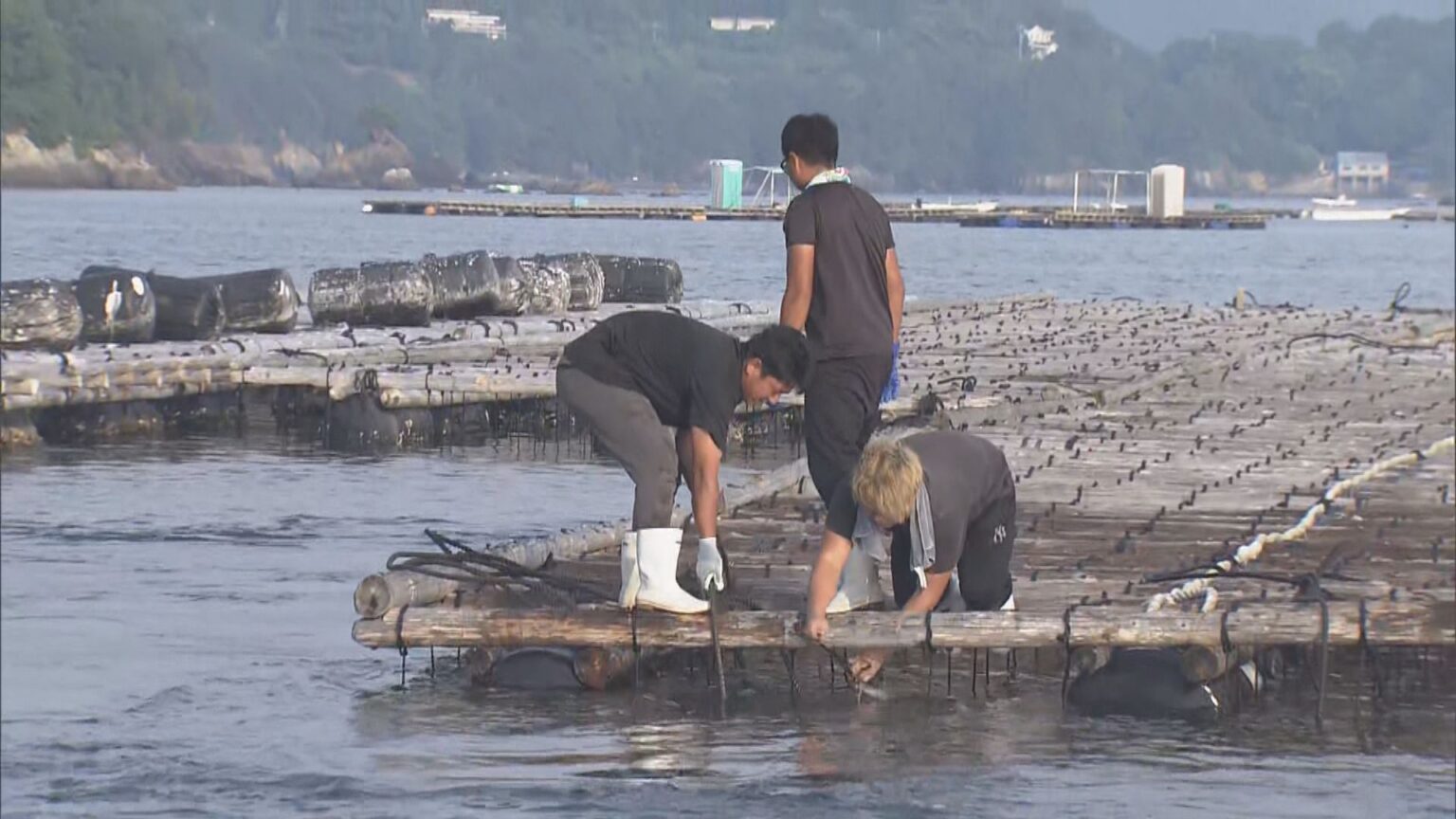 津波被害の“カキ養殖いかだ” 三重県が復旧支援へ 一見知事「津波の影響はあなどれない」 作業費用4割負担（CBCテレビ） - Yahoo!ニュース