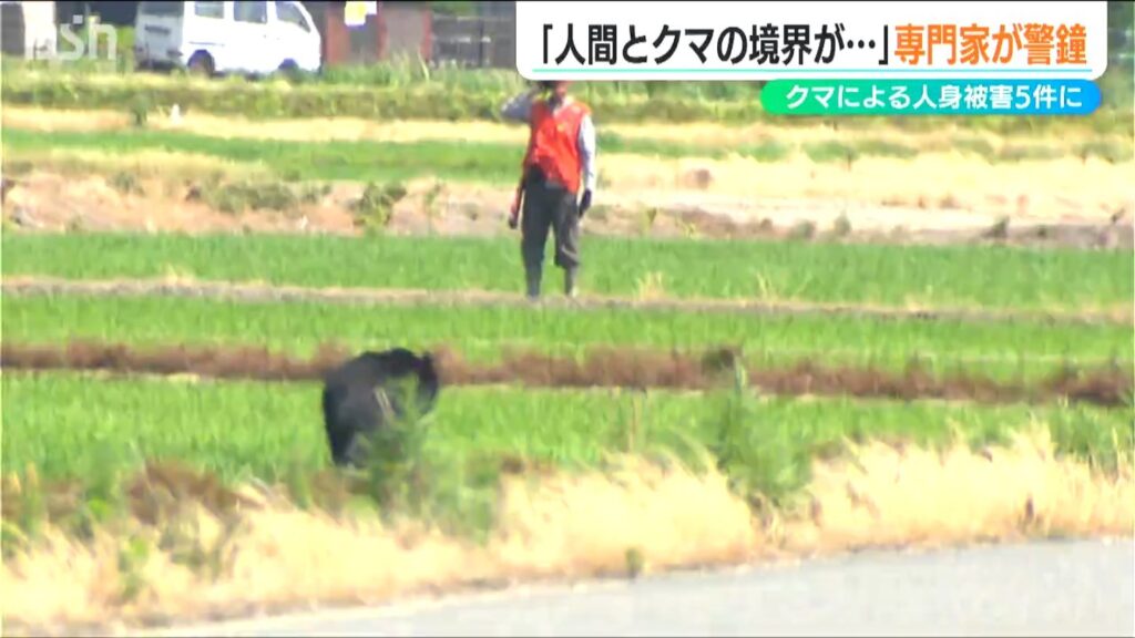 熊対策は?「人間との境界がなくなっている」5件目の人身被害 出没数“過去最多”新潟県内（ＢＳＮ新潟放送） - Yahoo!ニュース