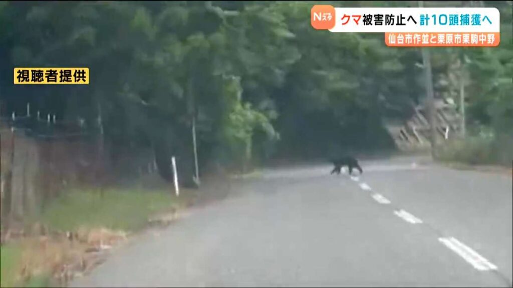 ツキノワグマ目撃相次ぐ中 10月から人里に近い地域で10頭捕獲へ 宮城（tbc東北放送） - Yahoo!ニュース - Yahoo!ニュース