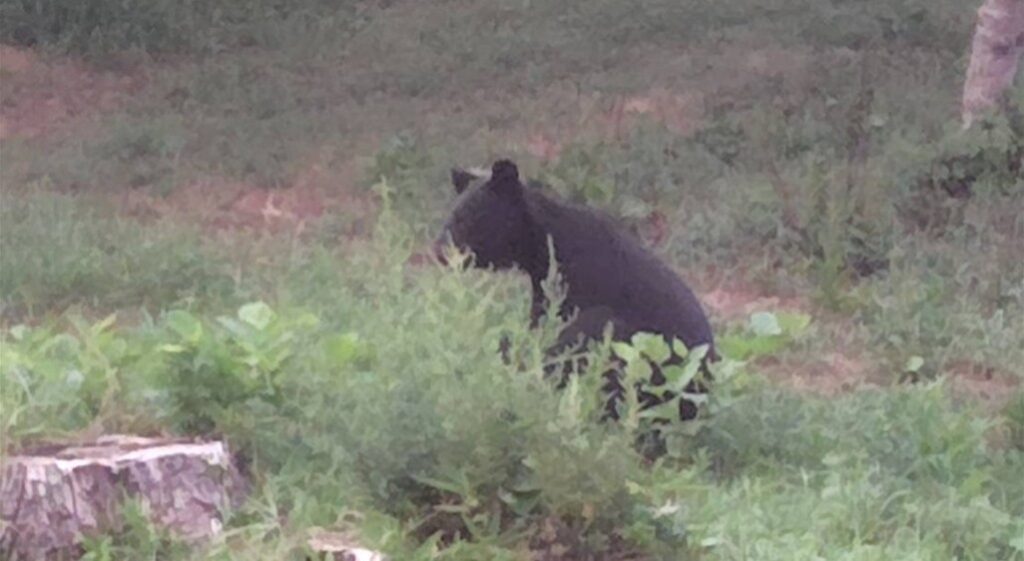 【画像あり】民家の敷地にクマが出没 住人が「茂みに座り込む姿」撮影〈宮城・登米市〉（仙台放送） - Yahoo!ニュース - Yahoo!ニュース
