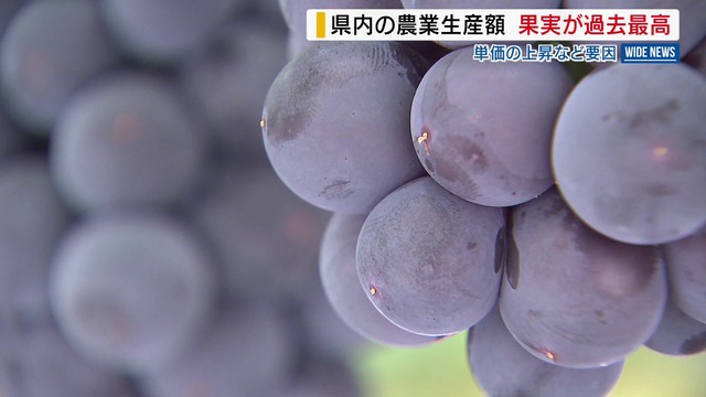 県内の農業生産額 果実が過去最高 単価上昇が要因か 全体も33年ぶり高水準 山梨（YBS山梨放送）