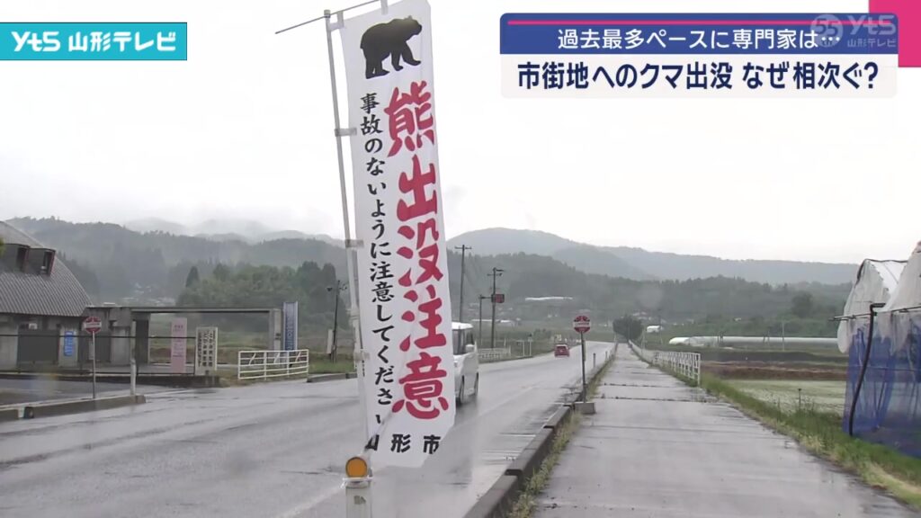 【山形】市街地へのクマ出没 なぜ相次ぐ（YTS山形テレビ） - Yahoo!ニュース