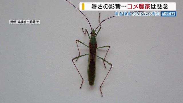 猛暑でカメムシ大量発生の恐れ コメへの影響が懸念 県が注意呼びかけ 山梨（YBS山梨放送） - Yahoo!ニュース