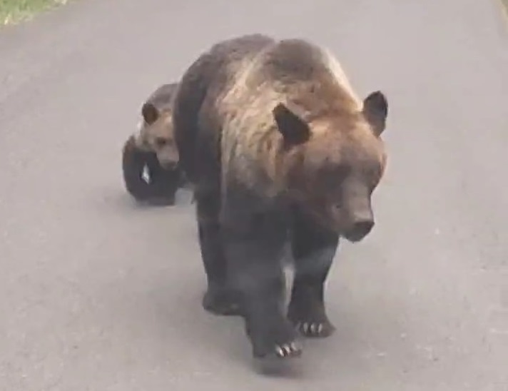 【北海道ヒグマ事件】知床の羅臼岳で登山者がクマに襲われ死亡―DNA鑑定の結果、男性を襲ったのは遺体の近くで駆除された"母熊"と断定（北海道ニュースUHB） - Yahoo!ニュース - Yahoo!ニュース