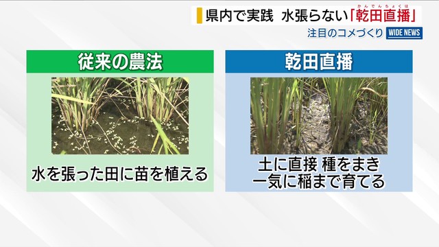 水を張らない「乾田直播」 県内でも実践 注目のコメづくり 省力化がメリット 山梨（YBS山梨放送）