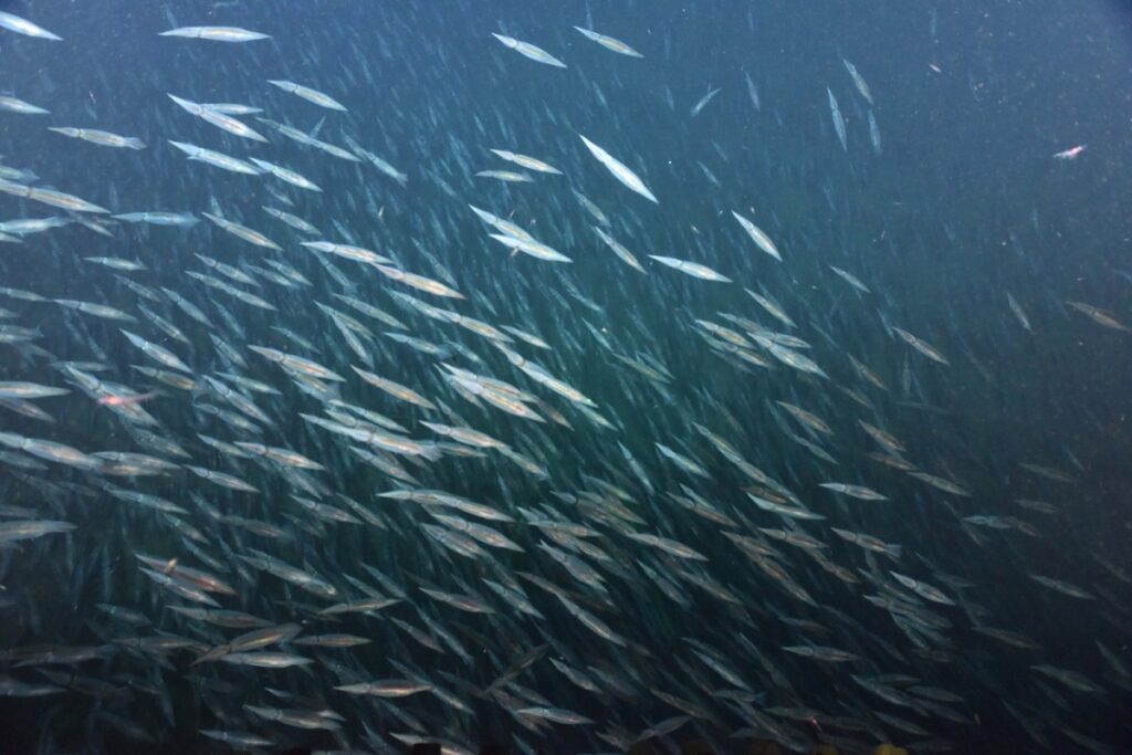 サンゴ群生や赤いキノコサンゴ… アルゼンチン深海で発見された新種候補 - NewSphere