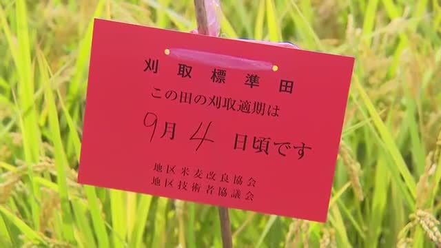 富山のコシヒカリ、例年より早く収穫へ 高温対策が急務に 県やJAの職員が見回り収穫見込みさらに早まる（富山テレビ） - Yahoo!ニュース - Yahoo!ニュース