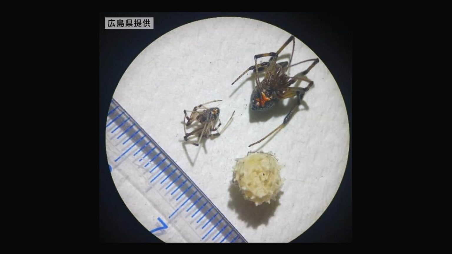 【広島】針で刺したような痛み 「ハイイロゴケグモ」が広島県内で初めて確認（HOME広島ホームテレビ） - Yahoo!ニュース - Yahoo!ニュース