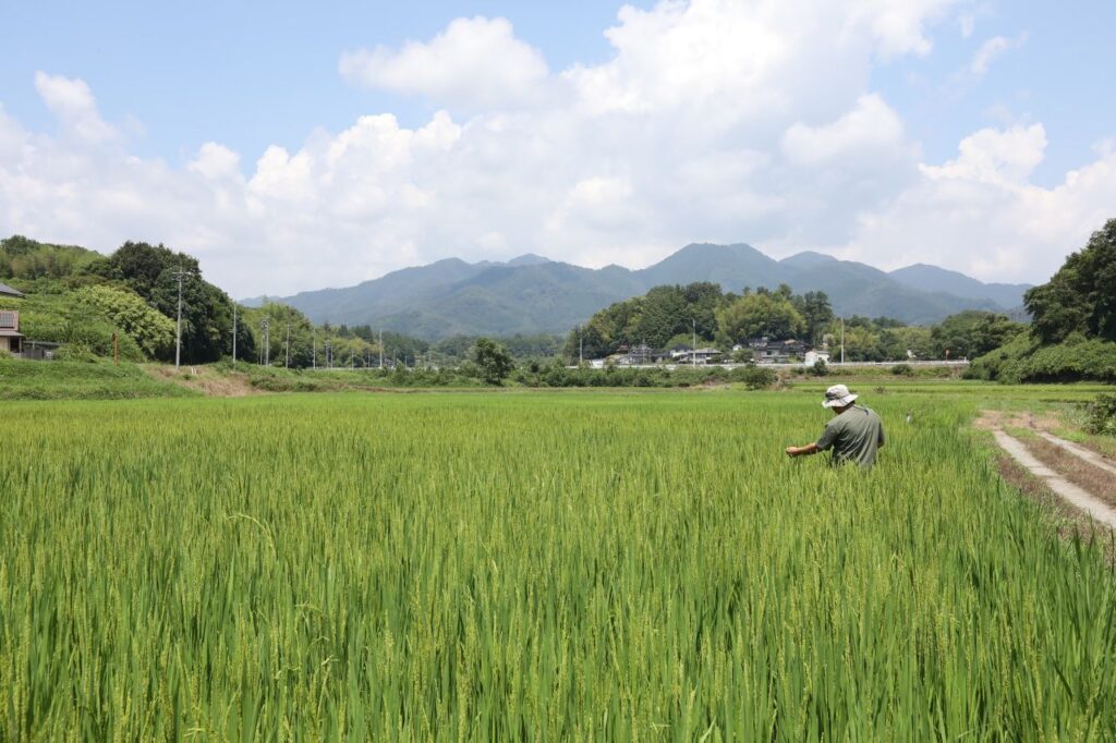 新米争奪戦が岡山県内で活発化 卸業者は「強気の値段」、JAは「概算金」引き上げ検討（山陽新聞デジタル） - Yahoo!ニュース - Yahoo!ニュース