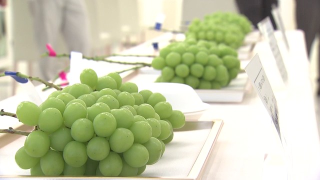 県産シャインマスカットの品評会 品質とブランド力の向上へ 小粒傾向も糖度高く 山梨（YBS山梨放送） - Yahoo!ニュース