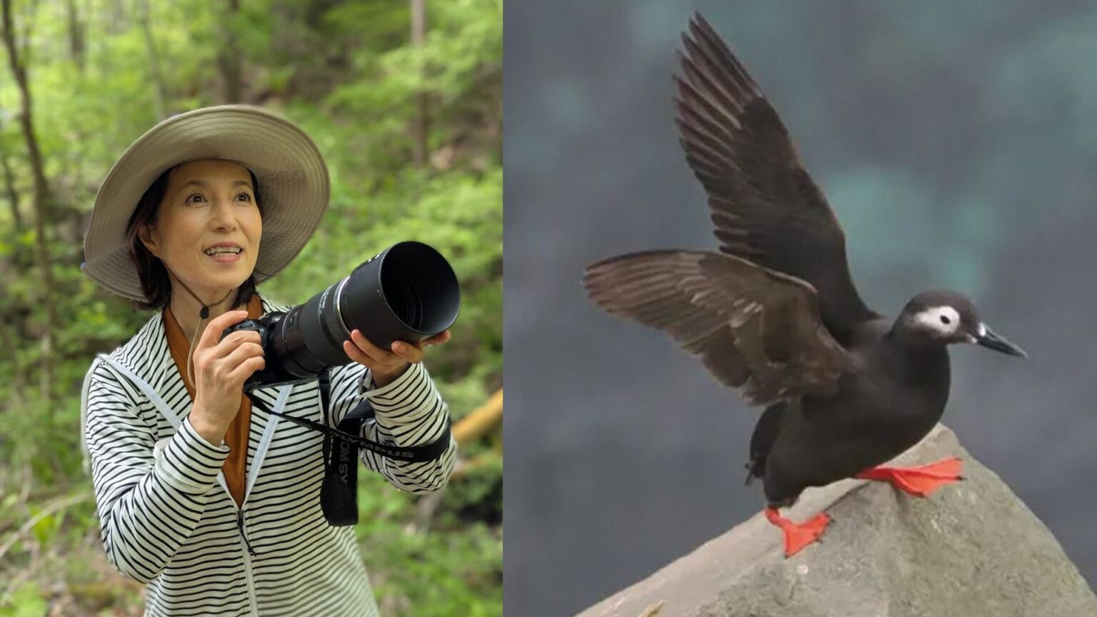 【 磯野貴理子 】　北海道・天売島で「海鳥のケイマフリ見てちょ」 黒い体と鮮やかな赤い足の海鳥の姿を公開（TBS NEWS DIG Powered by JNN）