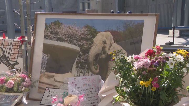 ゾウ舎の一般開放も…7月に57歳で死んだゾウの「ふじ子」を偲ぶイベント 愛知県岡崎市の東公園動物園 | 東海テレビNEWS