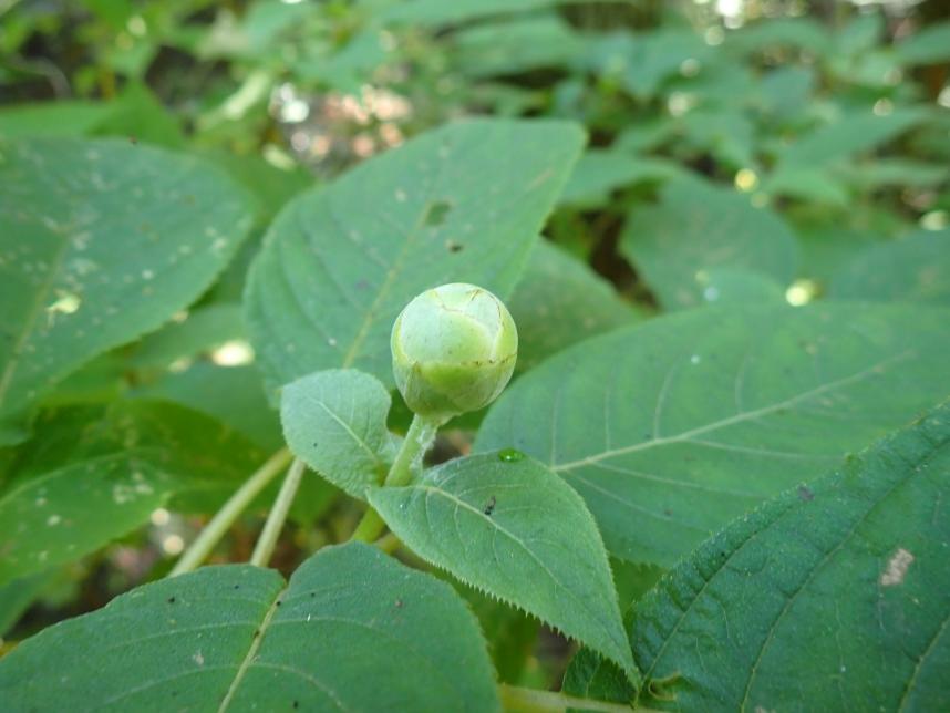 8月1日更新タマアジサイ