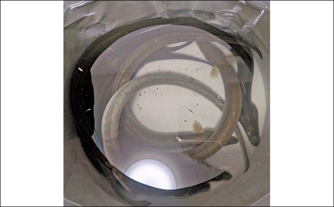 宮川の夜釣りでウナギ8匹キャッチ【三重】新鮮なアケミ貝に好反応