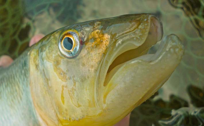 湖西エリアのハスゲームで渇水攻略!【滋賀・琵琶湖】つがいでのツインヒットも達成 | TSURINEWS 湖西エリアのハスゲームで渇水攻略!【滋賀・琵琶湖】つがいでのツインヒットも達成