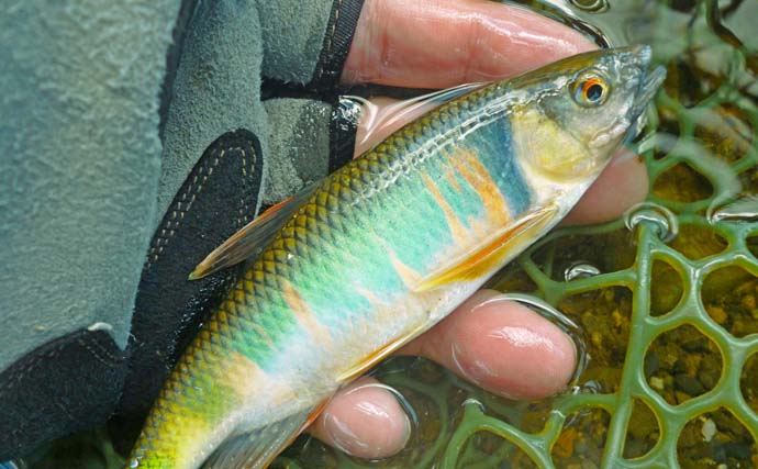 湖西エリアのハスゲームで渇水攻略！【滋賀・琵琶湖】つがいでのツインヒットも達成