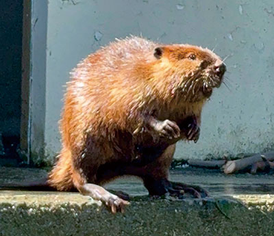 お城の動物園だより ㊿新しい仲間 | ニュース和歌山