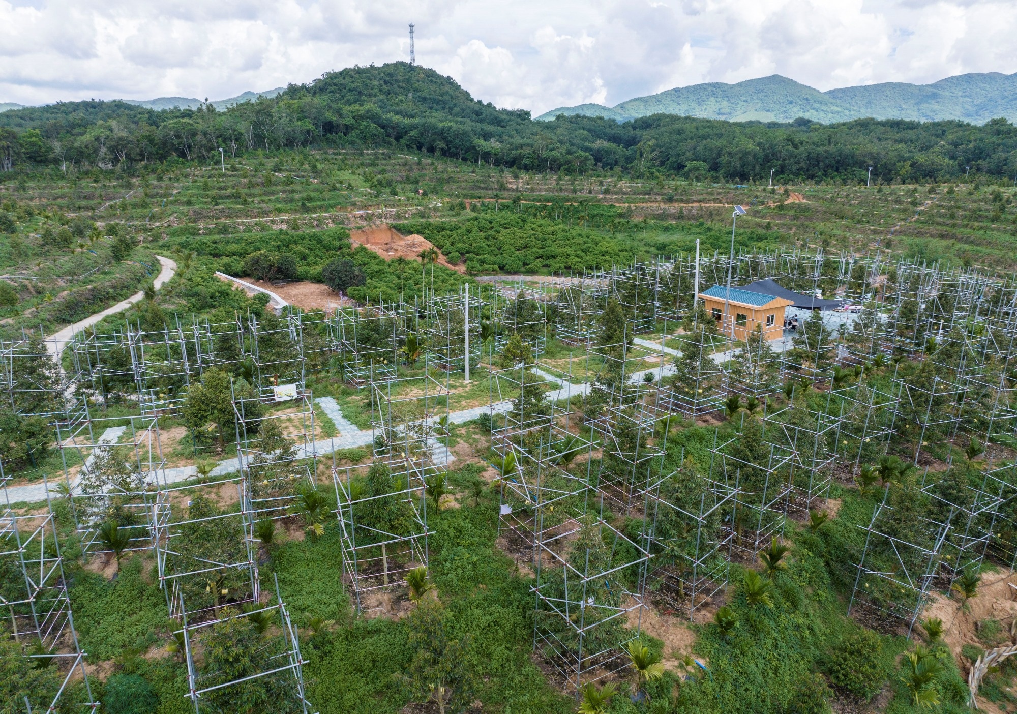 Tự trồng thanh long đến sầu riêng: Tham vọng tự chủ trái cây của Trung Quốc - 3