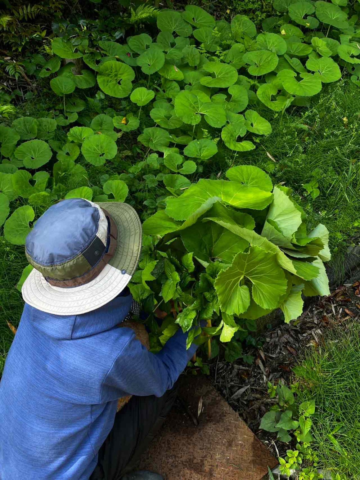 島根県出雲市にオープンしたカフェ『和herb cafe&lab 8mon』の写真