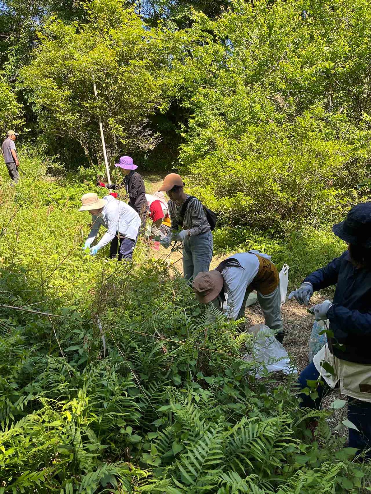 島根県出雲市にオープンしたカフェ『和herb cafe&lab 8mon』のハーブ