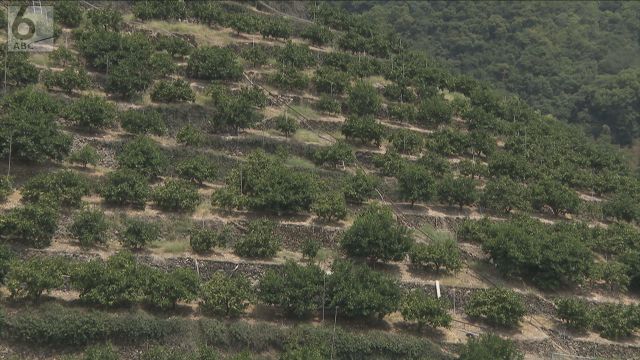 和歌山県「有田・下津地域」のミカン栽培が「世界農業遺産」に認定