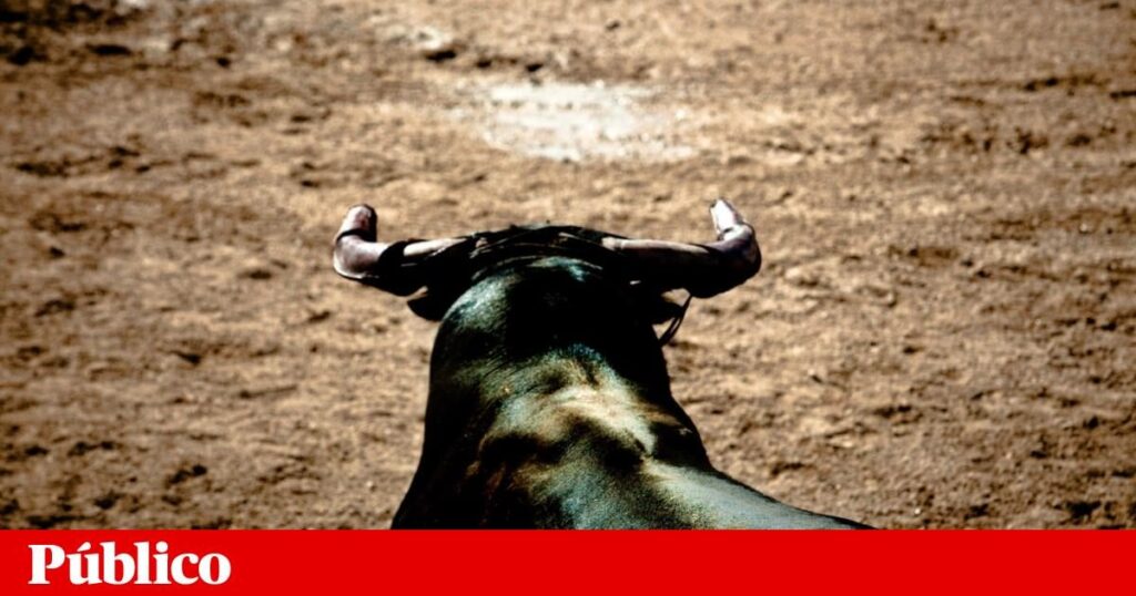 22 -YEAR -ELDピッチフォールは、カンポペケノの隆起によって収穫された後に死にます