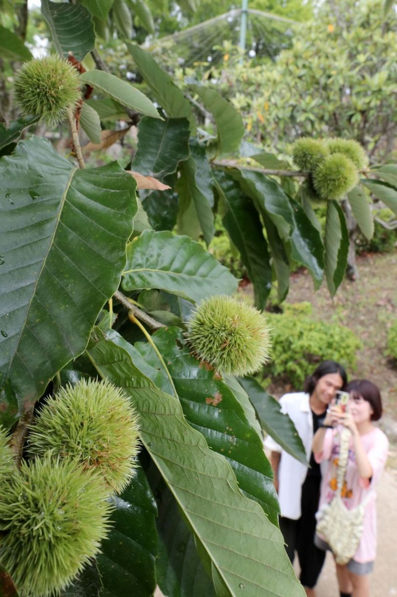 緑色のいがの中で膨らみ始めたクリの実＝７日、こどもの森（紀圭太撮影）