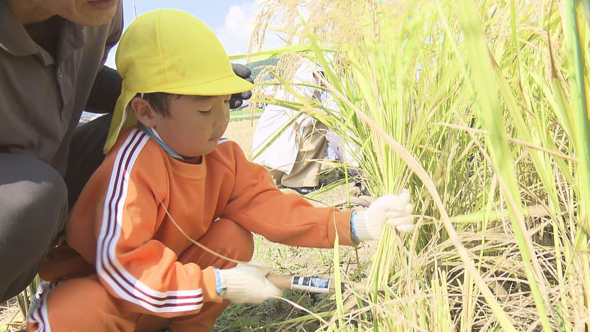 福井市の園児が鎌を使って稲刈り はさがけも体験 水分補給し熱中症予防