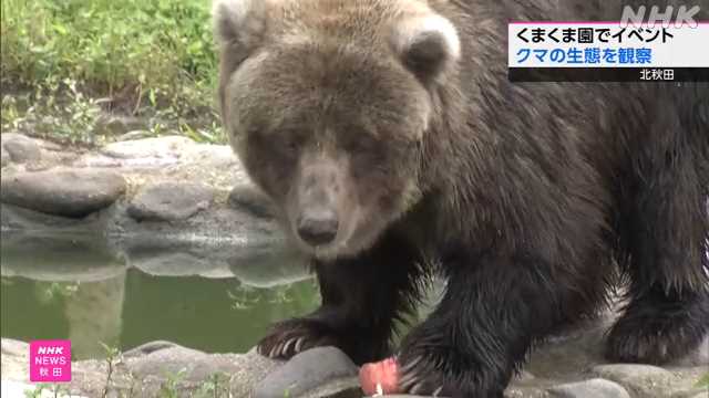 「くまくま園 」家族連れがクマの生態を観察 北秋田市｜NHK 秋田県のニュース