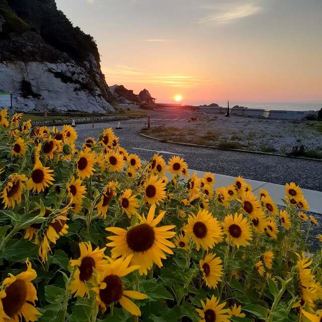 道の駅白崎海洋公園　ひまわりと夕陽