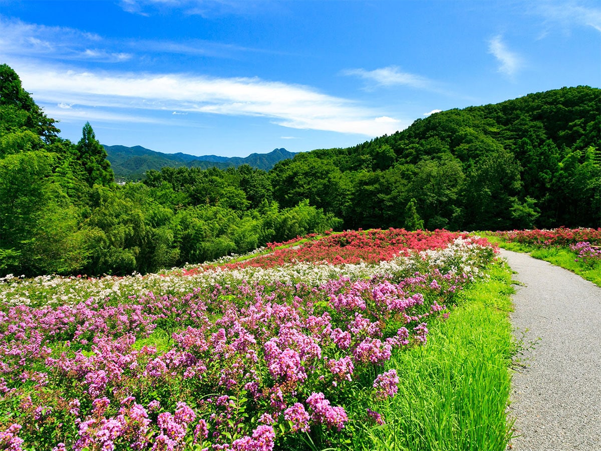 「埼玉県の森林浴スポット」ランキング