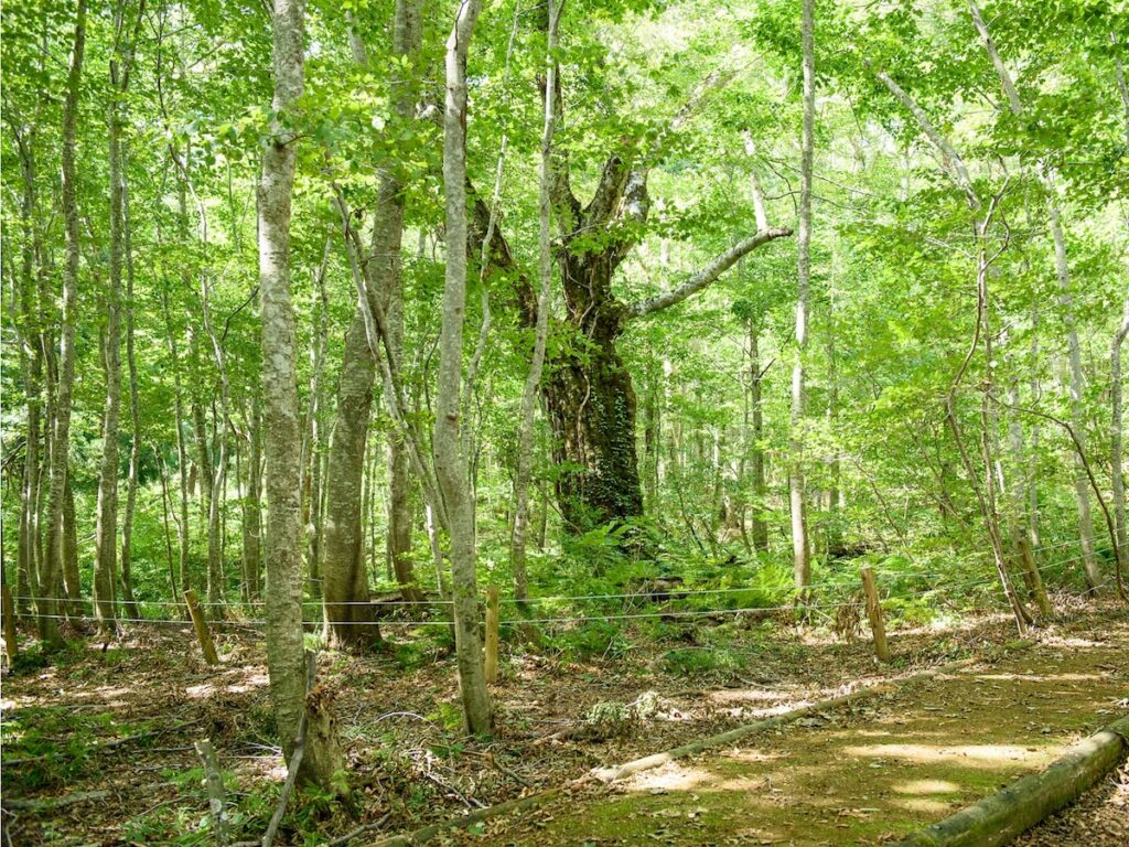 好き＆行ってみたい「秋田県の森林浴スポット」ランキング！ 2位「白神山地岳岱」を抑えた1位は？【2025年調査】 - All About ニュース