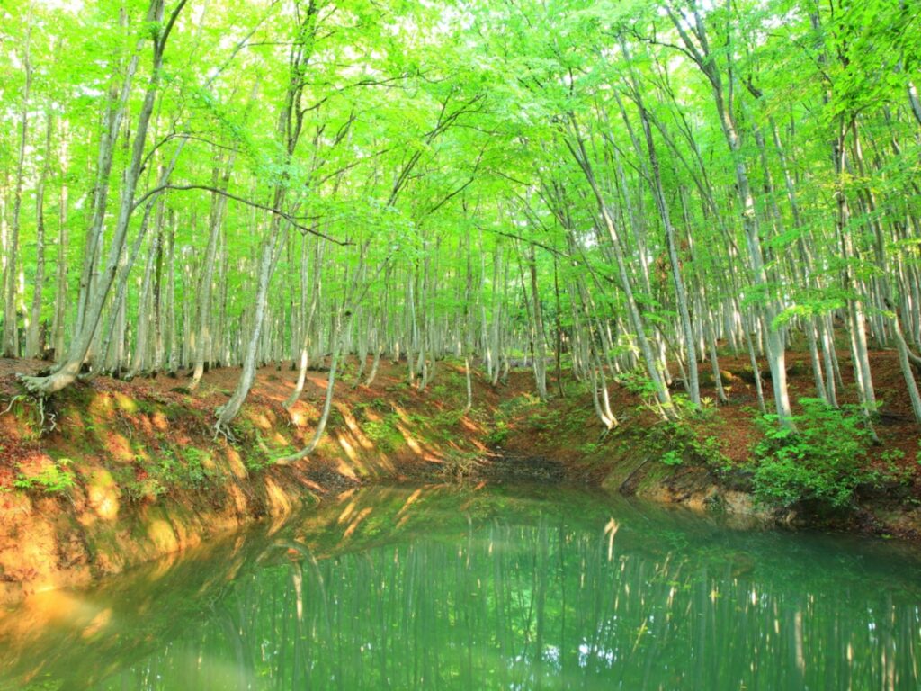 好き&行ってみたい「新潟県の森林浴スポット」ランキング! 2位「美人林」を抑えた1位は?【2025年調査】 – All About ニュース 好き&行ってみたい「新潟県の森林浴スポット」ランキング! 2位「美人林」を抑えた1位は?【2025年調査】 - All About ニュース