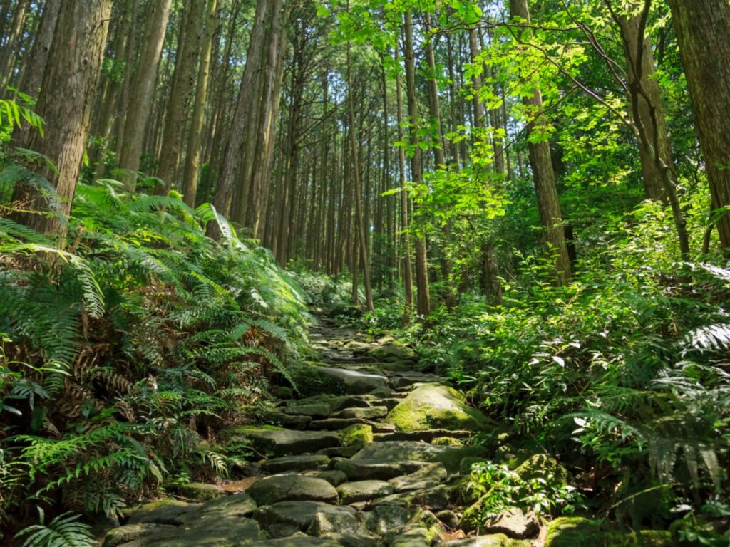 好き&行ってみたい「三重県の森林浴スポット」ランキング! 2位「熊野古道伊勢路」を抑えた1位は?【2025年調査】 – All About ニュース 好き&行ってみたい「三重県の森林浴スポット」ランキング! 2位「熊野古道伊勢路」を抑えた1位は?【2025年調査】 - All About ニュース