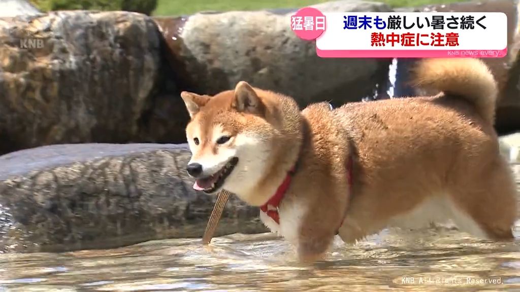 共有