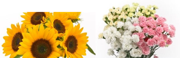 長野県産ヒマワリとカーネーション