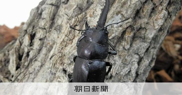 右半分オス、左半分メス 数万匹に1匹の割合、生きたクワガタ展示中 島根県大田市