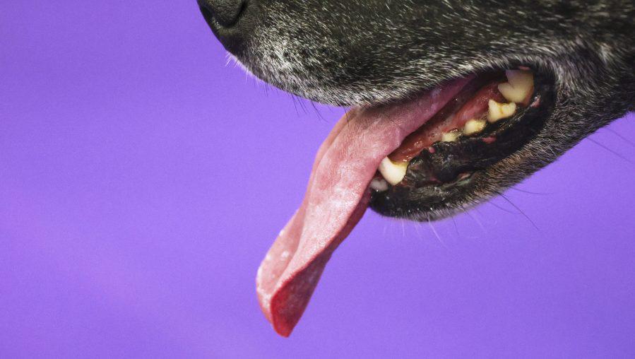 犬が彼女の開いた傷をなめると英国の女性が死ぬ：報告