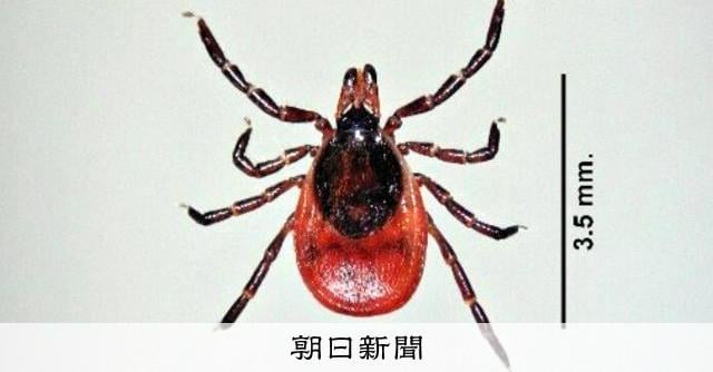 マダニ感染症SFTS、北海道で初の感染確認 渡り鳥に付着の可能性