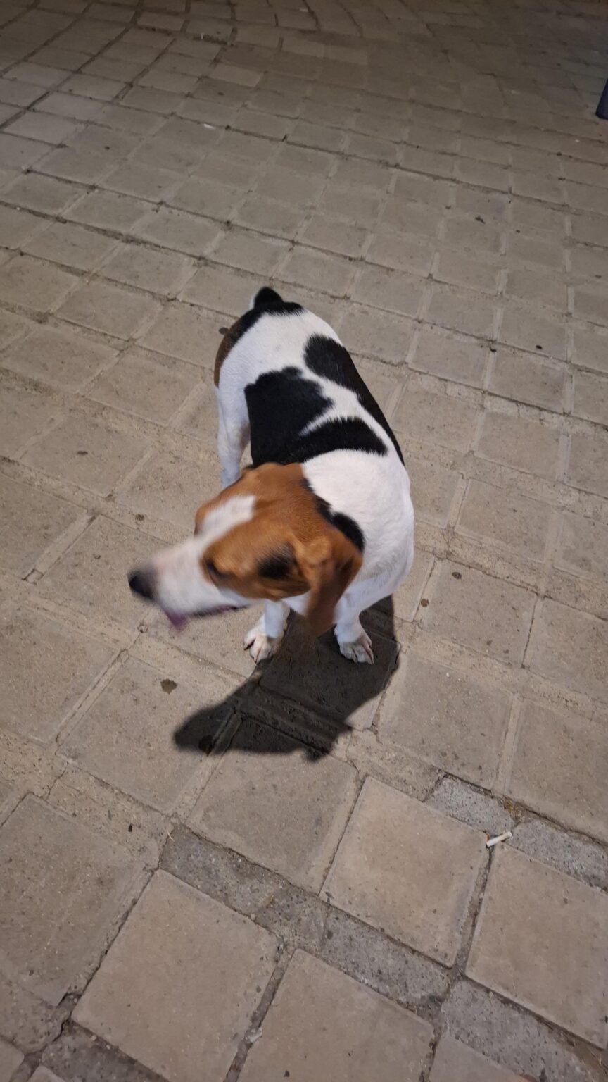 失われた犬？