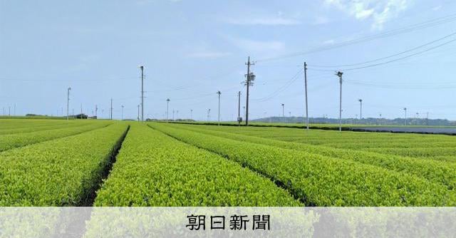 静岡の荒茶生産量、2025年の一番茶は鹿児島に抜かれる 統計以来初