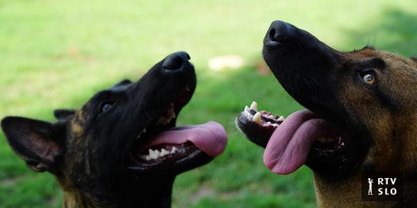 Trbovlje Kennel Clubのメンバーは、車に犬を残し、その後過熱のために死んだ