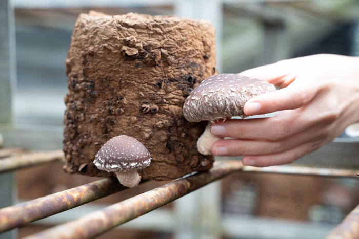 しいたけ狩りの画像