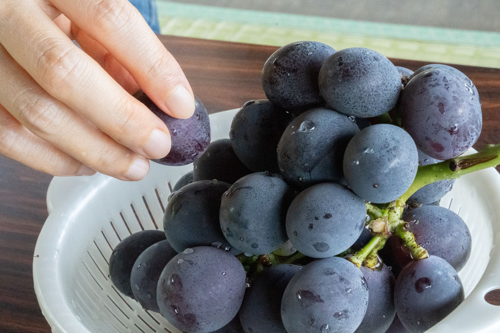 観光農園「みどり農園」　ぶどうを食べている画像