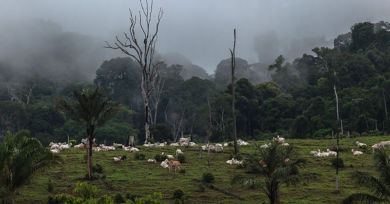 Brazil: Report links U.S. meat supply chain to incidents of forced labour related to JBS, Minerva and Marfrig; incl. companies' comments
