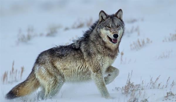 ドイツの緑の橋は、灰色のオオカミの個体数を安全に保っています