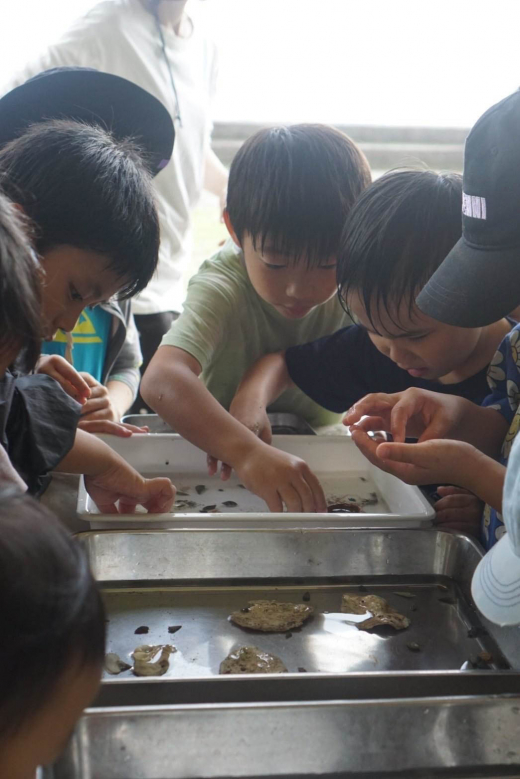 【鹿児島県霧島市】小浜の海で遊ぼう 学ぼう 干潟のいきもの観察ツアー ／ OBAMA LIFE