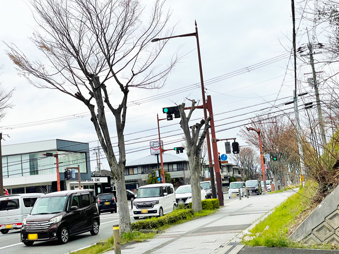 「麺処 森元 松井山手店」前の通り（北方面）の画像