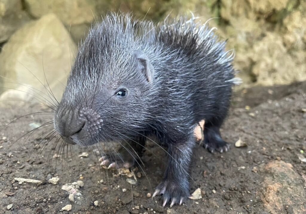 伊豆シャボテン動物公園、インドタテガミヤマアラシの赤ちゃん誕生　双子と一緒に成長中 - KAI-YOU